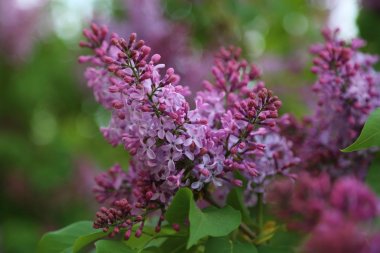 Güzel mor leylak çiçeği ağacı ilkbaharda şehir parkında çiçek açıyor. Seçili odak. Bulanık -lık