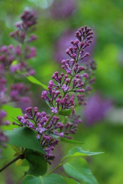 Güzel mor leylak çiçeği ağacı ilkbaharda şehir parkında çiçek açıyor. Seçili odak. Bulanık -lık