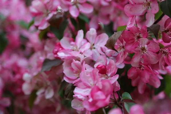 Defocus Bild Pink Blossom Äppelträd Blommar Stadsparken Vid Springtime Valda — Stockfoto