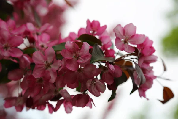 Defocus Bild Pink Blossom Äppelträd Blommar Stadsparken Vid Springtime Valda — Stockfoto