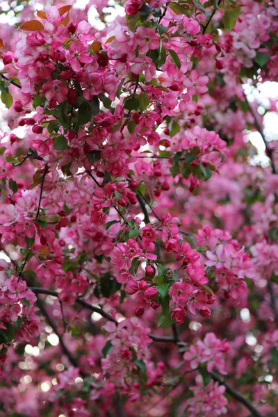 Pommier Rose Vif Fleurit Dans Parc Ville Printemps Concentration Choisie — Photo