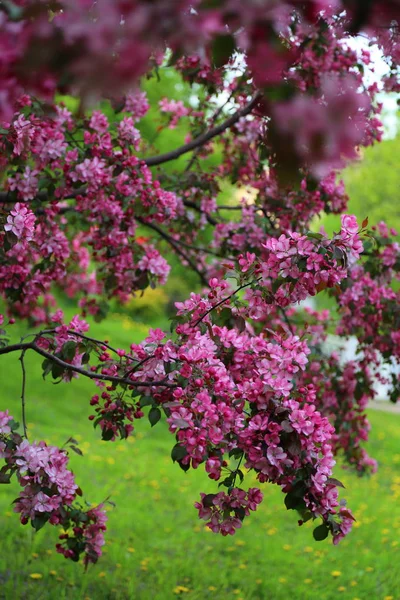 Pommier Rose Vif Fleurit Dans Parc Ville Printemps Concentration Choisie — Photo