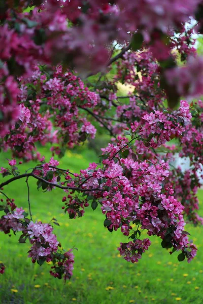 Весной Городском Парке Цветут Ярко Розовые Яблони Выбранный Фокус Фон — стоковое фото