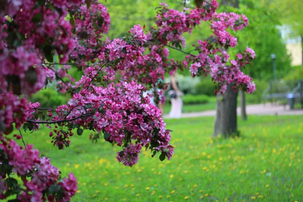 Stadtpark Blüht Zur Frühlingszeit Ein Leuchtend Rosa Blühender Apfelbaum Ausgewählter — Stockfoto