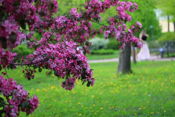 Manzano Flor Rosa Brillante Está Floreciendo Parque Ciudad Primavera Enfoque — Foto de Stock