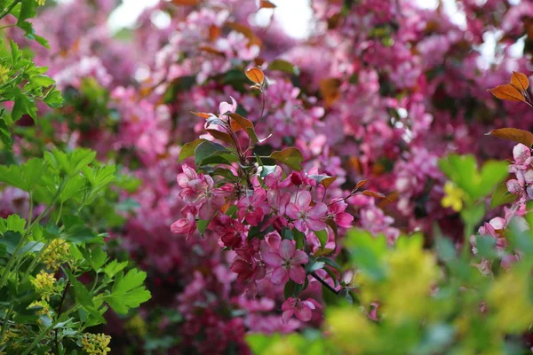 Ljust Rosa Blomma Äppelträd Blommar Stadsparken Vid Springtime Valda Fokus — Stockfoto
