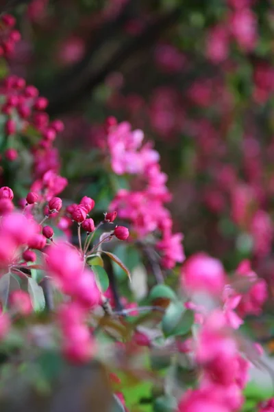 Luminoso Albero Mele Rosa Fiorisce Nel Parco Cittadino Primavera Concentrazione — Foto Stock