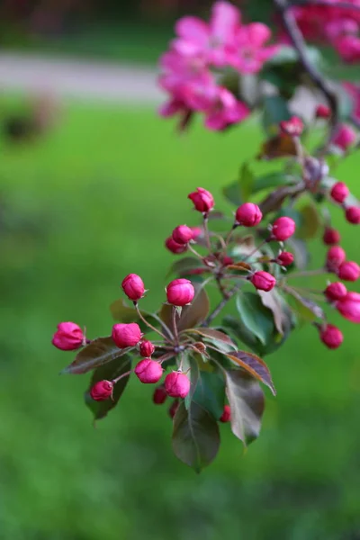 Městském Parku Jaře Kvete Jasně Růžový Kvetoucí Jablečný Strom Vybrané — Stock fotografie