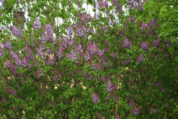Bela Árvore Flor Lilás Roxo Está Florescendo Parque Cidade Primavera — Fotografia de Stock