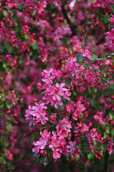 Jasny Różowy Kwiat Jabłoni Kwitnie Parku Miejskim Wiosną Wybrana Ostrość — Zdjęcie stockowe