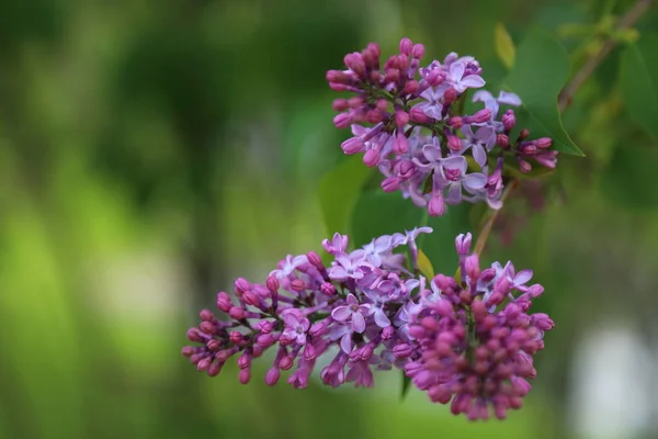 春になると市立公園に美しい紫色のライラックの花が咲いています 選択したフォーカス ぼかし — ストック写真