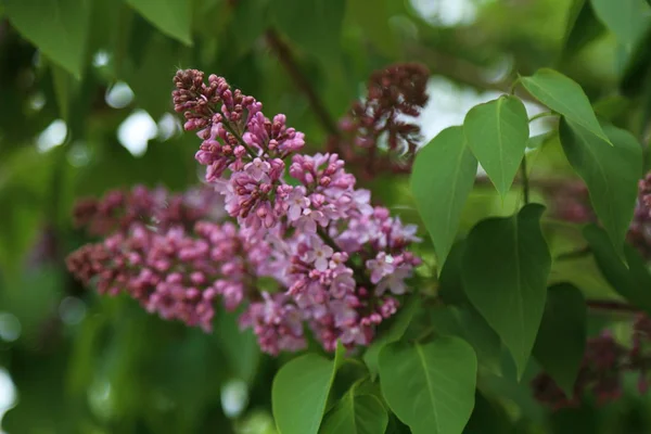 Piękne Purpurowe Drzewo Bzu Kwitnie Parku Miejskim Wiosenne Wybrana Ostrość — Zdjęcie stockowe