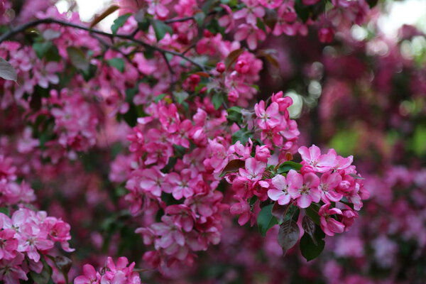 Весной в городском парке расцветает розовый цветок яблони. Выбранный фокус. Фон размытия
.