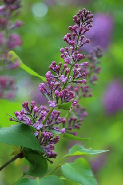 Hermoso Árbol Flores Lila Púrpura Está Floreciendo Parque Ciudad Primavera — Foto de Stock