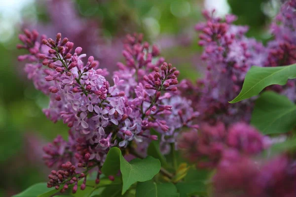 Beautiful Purple Lilac Blossom Tree Blooming City Park Springtime Selected Royalty Free Stock Photos