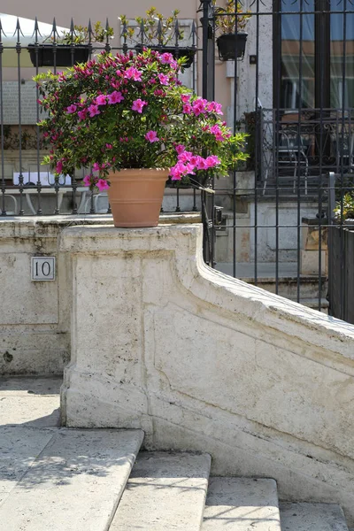 美丽的鲜花是在西班牙阶梯 广场迪斯帕尼亚 特里尼塔迪蒙蒂 意大利 — 图库照片