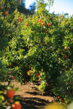 Eski Tangerine Orchard. Seçilen odak. Bulanıklık arka planı.