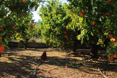 Eski Tangerine Orchard. Seçilen odak. Bulanıklık arka planı.