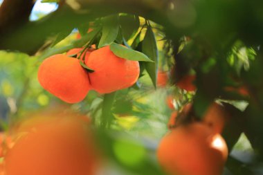 Eski Tangerine Orchard. Seçilen odak. Bulanıklık arka planı.