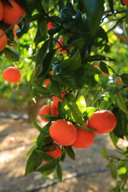 Eski Tangerine Orchard. Seçilen odak. Bulanıklık arka planı.