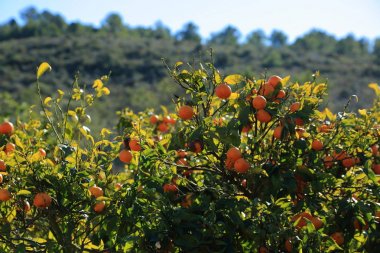 Eski Tangerine Orchard. Seçilen odak. Bulanıklık arka planı.