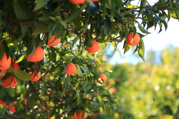 Eski Tangerine Orchard Seçilen Odak Bulanıklık Arka Planı — Stok fotoğraf