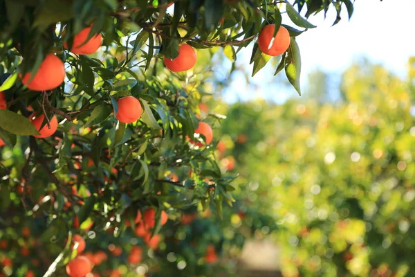 Eski Tangerine Orchard Seçilen Odak Bulanıklık Arka Planı — Stok fotoğraf