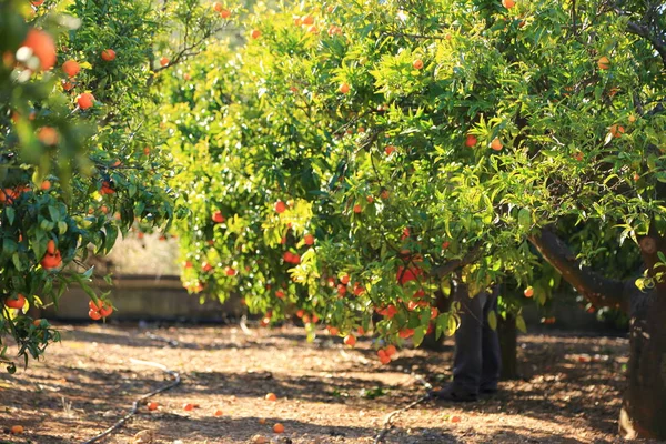 Régi Tangerine Orchard Kijelölt Fókusz Életlenítés Háttere — Stock Fotó
