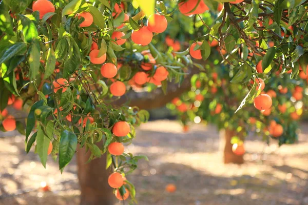 Eski Tangerine Orchard Seçilen Odak Bulanıklık Arka Planı — Stok fotoğraf