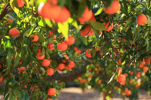 Eski Tangerine Orchard Seçilen Odak Bulanıklık Arka Planı — Stok fotoğraf