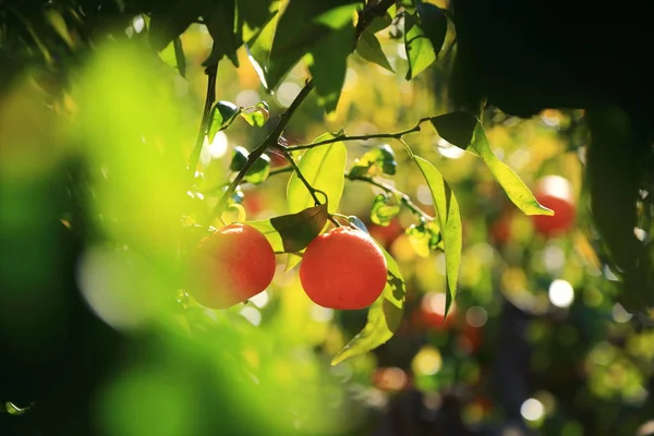 Vieux Verger Tangerine Concentration Choisie Fond Flou — Photo