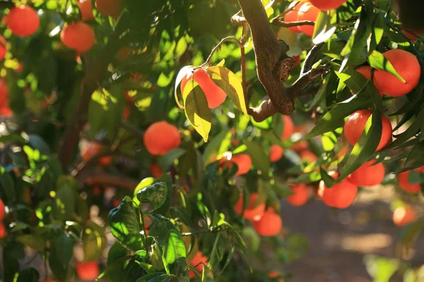 Vecchio Frutteto Tangerino Concentrazione Selezionata Sfocatura Sfondo — Foto Stock