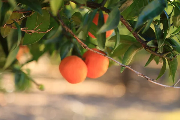 Vecchio Frutteto Tangerino Concentrazione Selezionata Sfocatura Sfondo — Foto Stock
