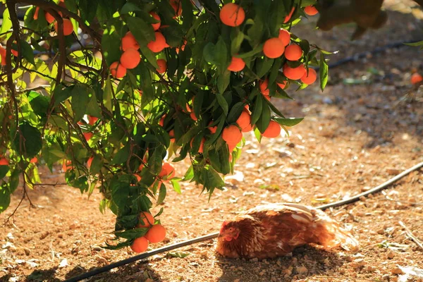 Vecchio Frutteto Tangerino Concentrazione Selezionata Sfocatura Sfondo — Foto Stock