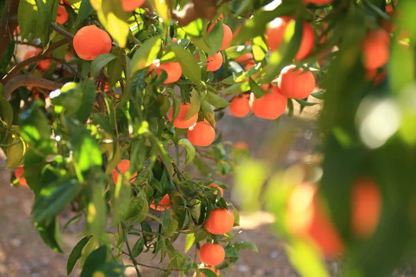 Eski Tangerine Orchard Seçilen Odak Bulanıklık Arka Planı — Stok fotoğraf