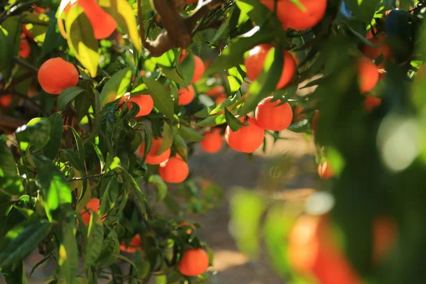 Old Tangerine Orchard Selected Focus Blur Background — Stock Photo, Image