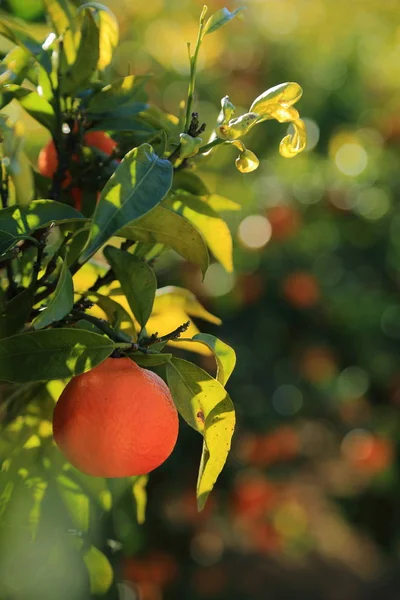 Old Tangerine Orchard Selected Focus Blur Background — Stock Photo, Image