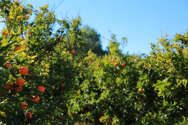 古いタンジェリン果樹園 選択したフォーカス ぼかしの背景 — ストック写真