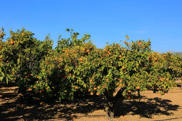 Old Tangerine Orchard Wybrana Ostrość Rozmycie Tła — Zdjęcie stockowe