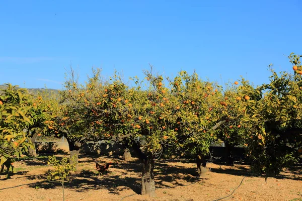 Old Tangerine Orchard Enfoque Seleccionado Fondo Desenfocado —  Fotos de Stock