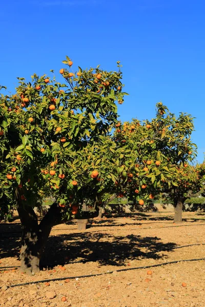Eski Tangerine Orchard Seçilen Odak Bulanıklık Arka Planı — Stok fotoğraf