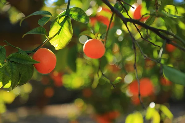 Vecchio Frutteto Tangerino Concentrazione Selezionata Sfocatura Sfondo — Foto Stock