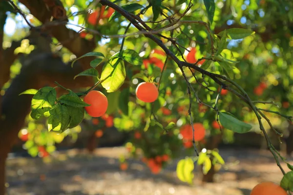 Old Tangerine Orchard Selected Focus Blur Background — Stock Photo, Image