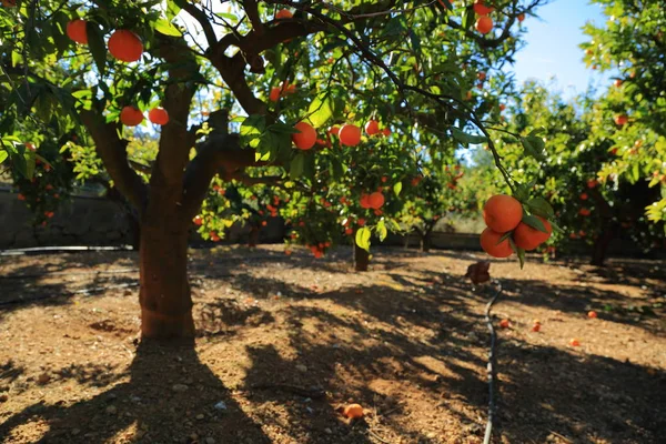 古いタンジェリン果樹園 選択したフォーカス ぼかしの背景 — ストック写真