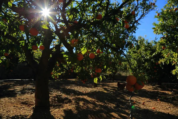 Old Tangerine Orchard Enfoque Seleccionado Fondo Desenfocado —  Fotos de Stock