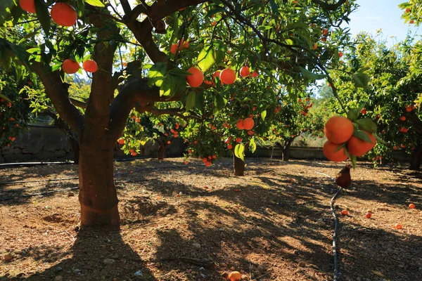 Eski Tangerine Orchard Seçilen Odak Bulanıklık Arka Planı — Stok fotoğraf