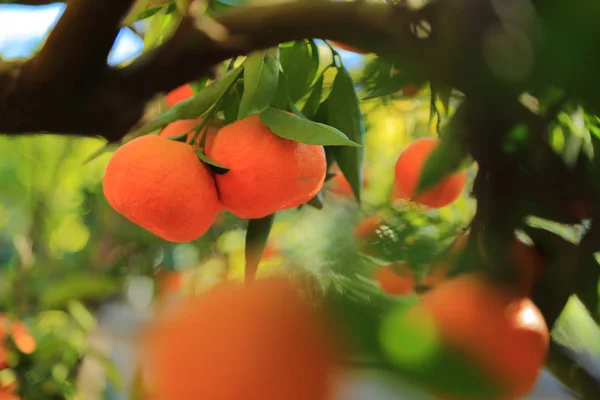 Old Tangerine Orchard Selected Focus Blur Background — Stock Photo, Image