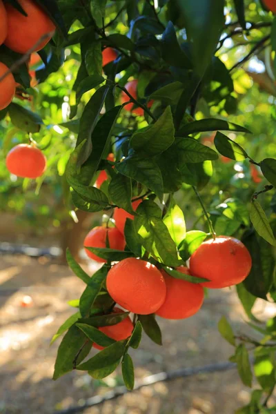 Old Tangerine Orchard Selected Focus Blur Background — Stock Photo, Image