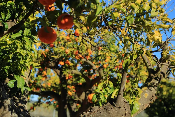 Gamla Tangerine Orchard Valt Fokus Oskärpa Bakgrund — Stockfoto