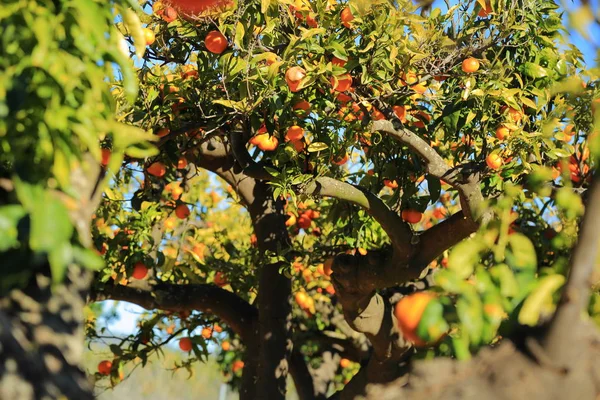 Gamla Tangerine Orchard Valt Fokus Oskärpa Bakgrund — Stockfoto